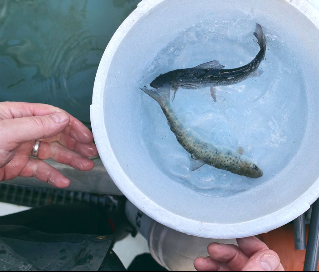 Fischzucht Rösch in Bärnau in der Oberpfalz: Nachhaltige Aufzucht von erstklassigen Besatz- und Speisefischen. Forellen und viele andere Fische hoher Qualität zur Auswahl.