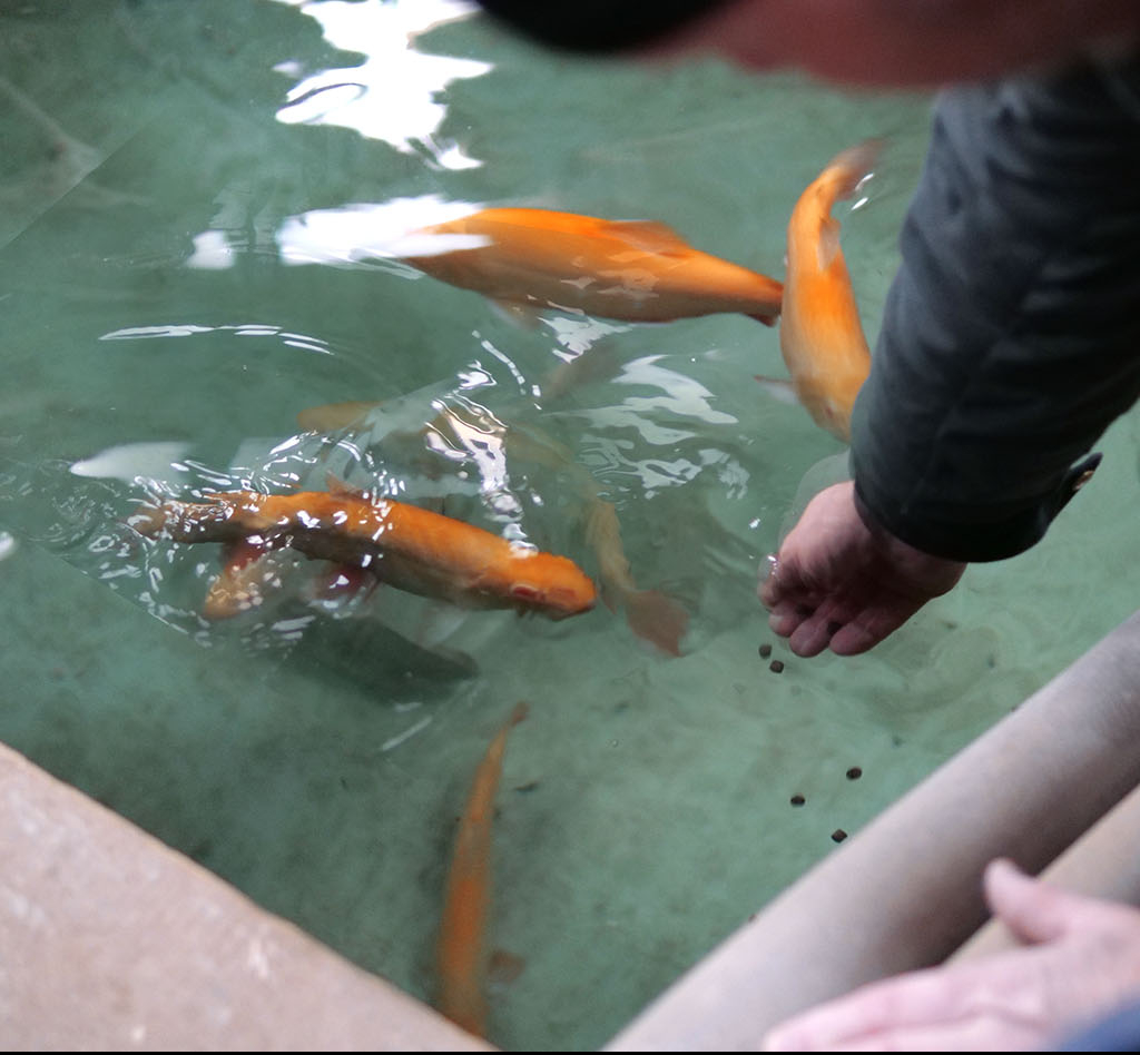 Fischzucht Rösch in Bärnau in der Oberpfalz: Nachhaltige Aufzucht von erstklassigen Besatz- und Speisefischen. Forellen und viele andere Fische hoher Qualität zur Auswahl.