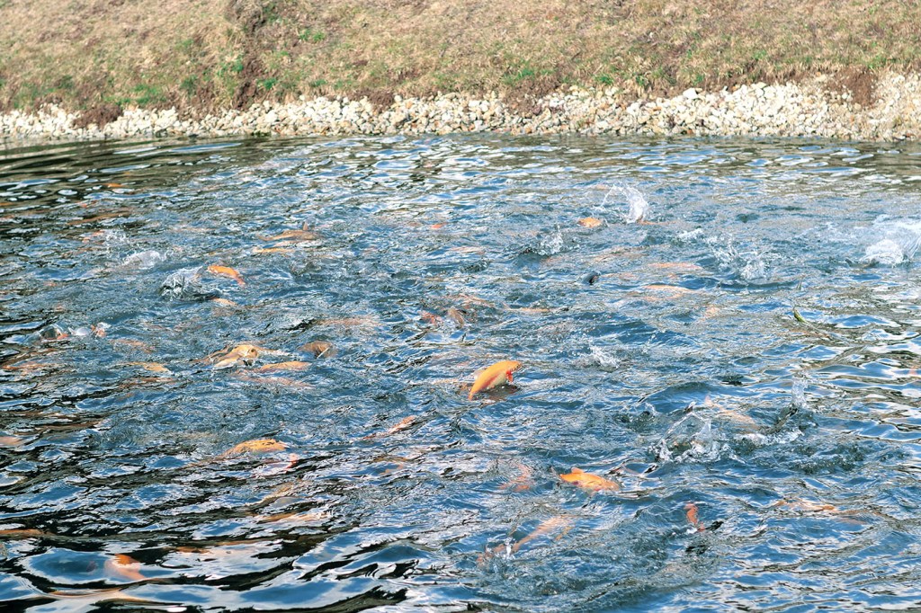 Fischzucht Rösch in Bärnau in der Oberpfalz: Nachhaltige Aufzucht von erstklassigen Besatz- und Speisefischen. Forellen und viele andere Fische hoher Qualität zur Auswahl.